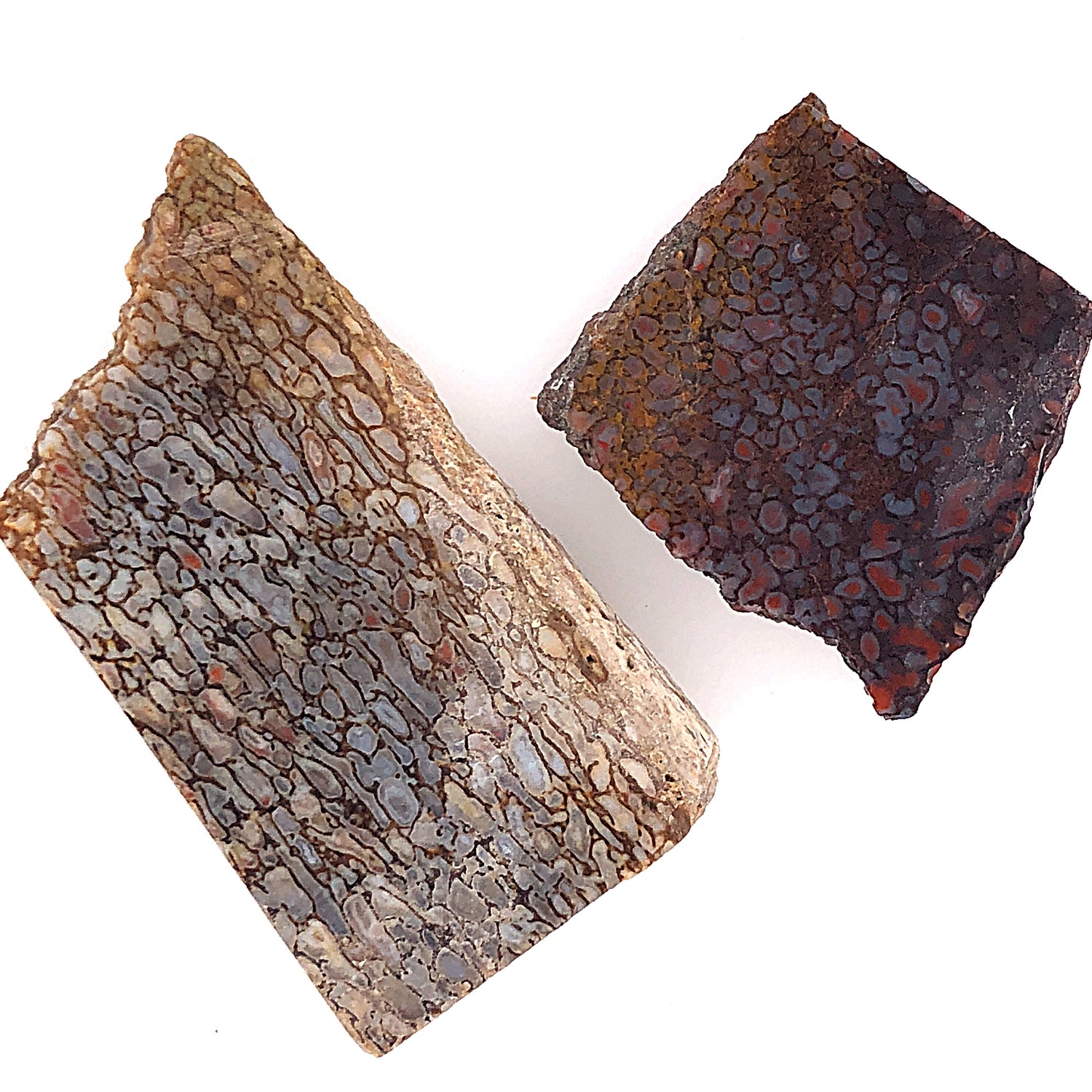 material: dinosaur bone