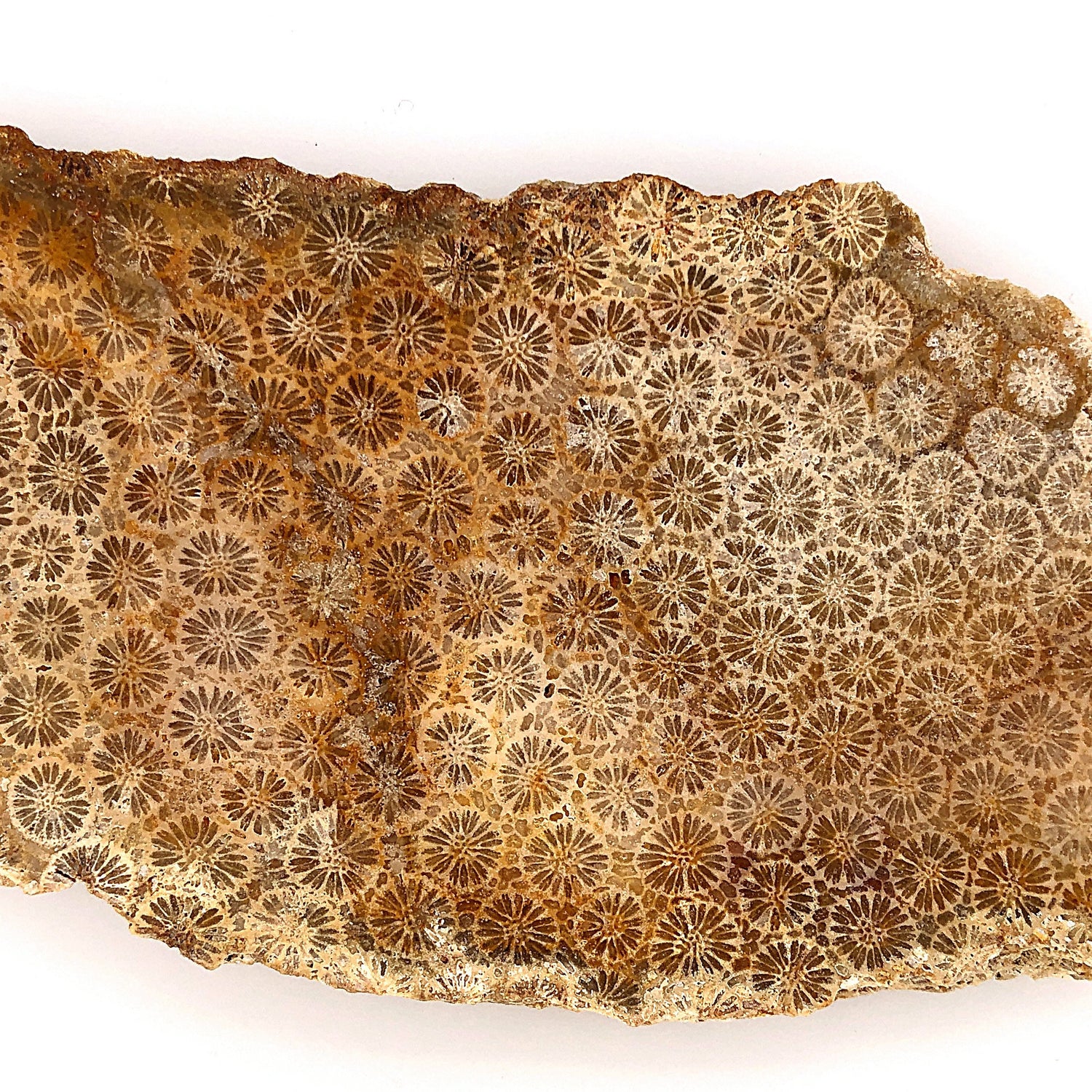 material: fossilized coral